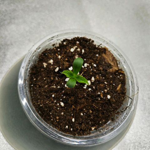 F1 Milky way growlog timeline photo