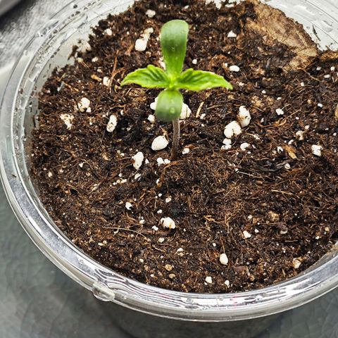 F1 Milky way growlog timeline photo