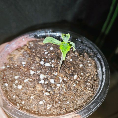 F1 Milky way growlog timeline photo