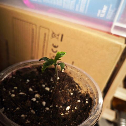 F1 Milky way growlog timeline photo