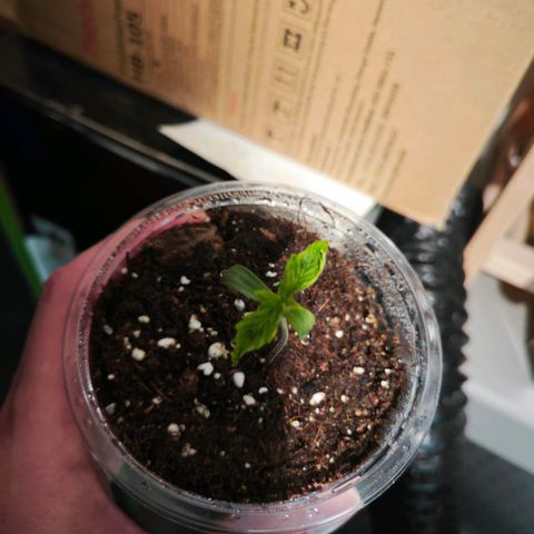 F1 Milky way growlog timeline photo