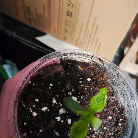 F1 Milky way growlog timeline photo