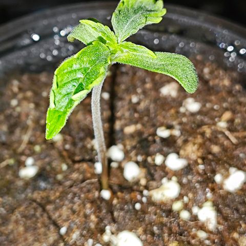 F1 Milky way growlog timeline photo