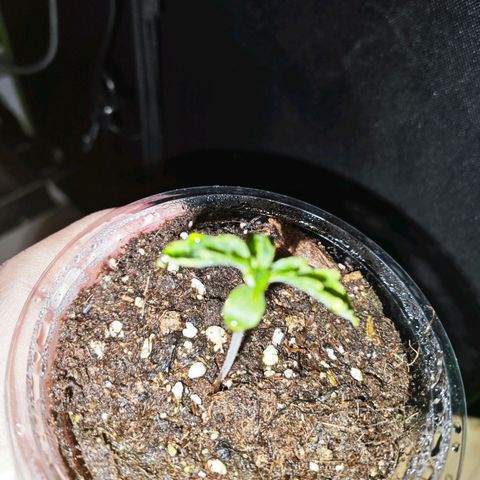 F1 Milky way growlog timeline photo