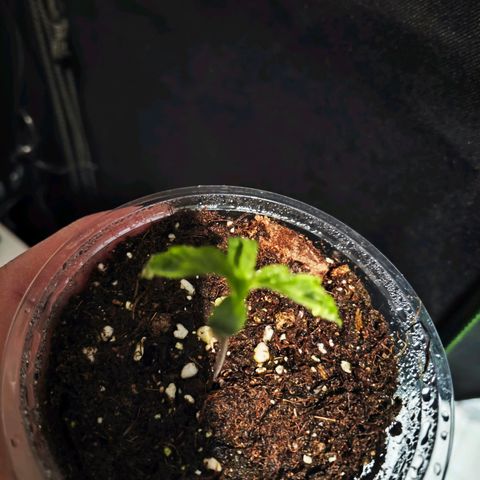 F1 Milky way growlog timeline photo