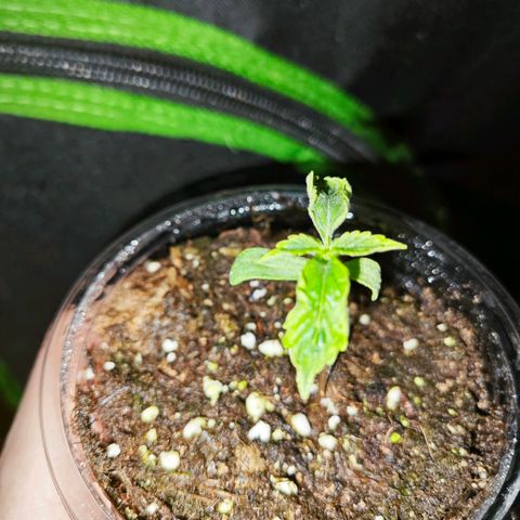 F1 Milky way growlog timeline photo