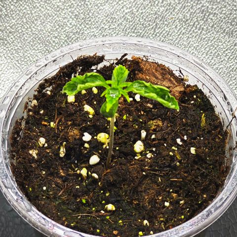 F1 Milky way growlog timeline photo