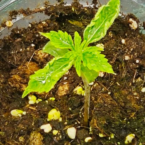 F1 Milky way growlog timeline photo