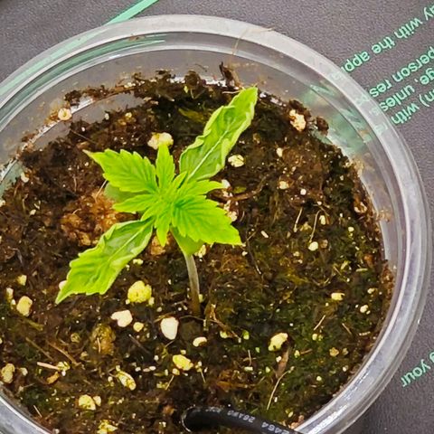 F1 Milky way growlog timeline photo