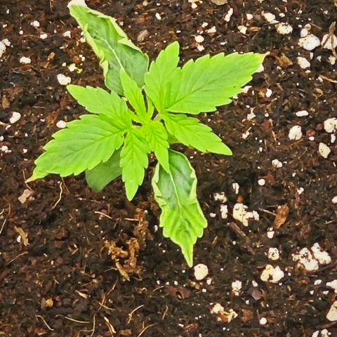 F1 Milky way growlog timeline photo