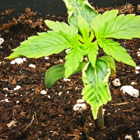 F1 Milky way growlog timeline photo
