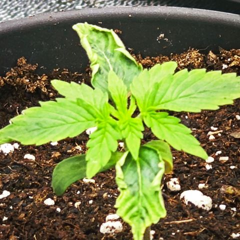 F1 Milky way growlog timeline photo
