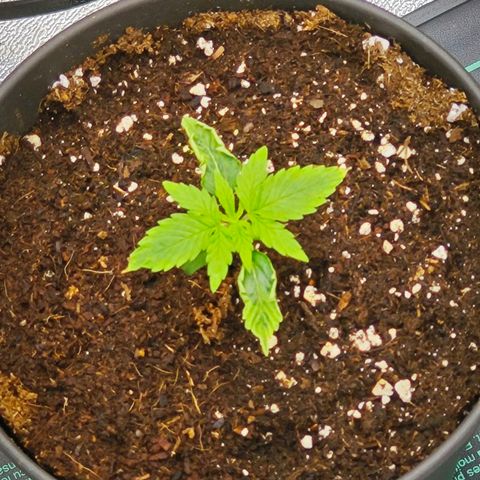 F1 Milky way growlog timeline photo