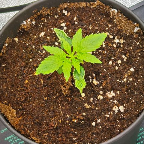 F1 Milky way growlog timeline photo
