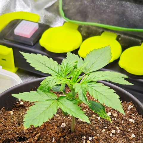 F1 Milky way growlog timeline photo