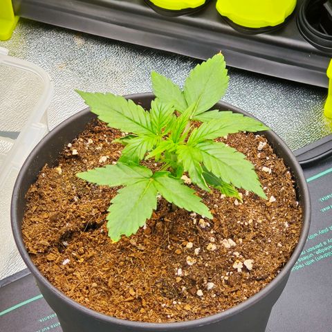 F1 Milky way growlog timeline photo