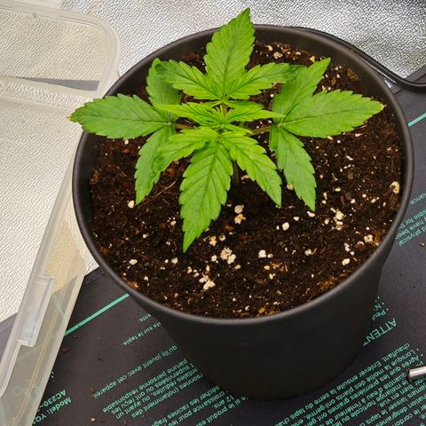 F1 Milky way growlog timeline photo