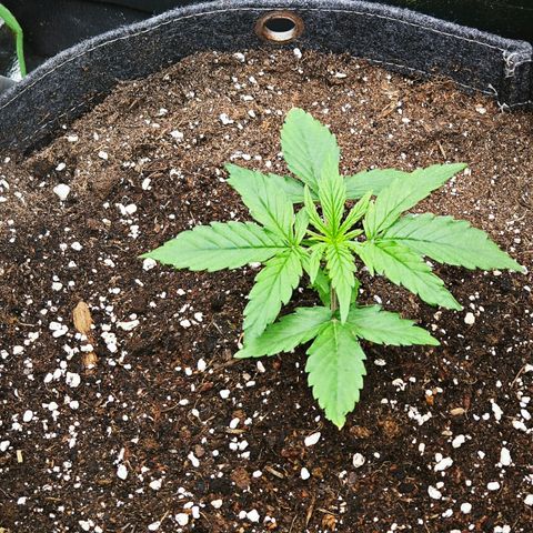 F1 Milky way growlog photo: Von 31k Lux auf 35k Lux