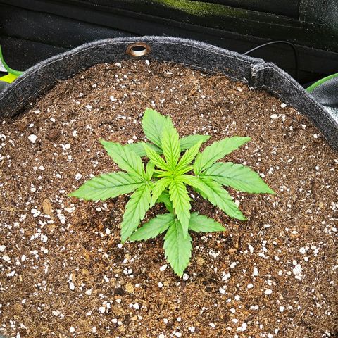 F1 Milky way growlog timeline photo