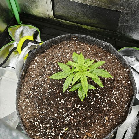 F1 Milky way growlog timeline photo