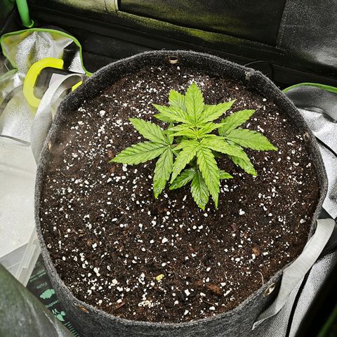 F1 Milky way growlog timeline photo