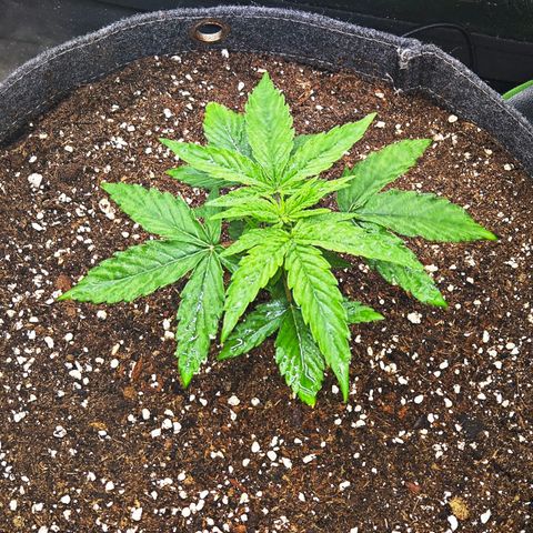 F1 Milky way growlog timeline photo