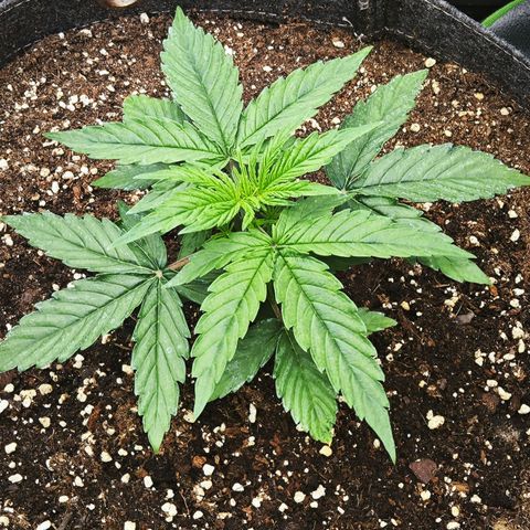 F1 Milky way growlog timeline photo