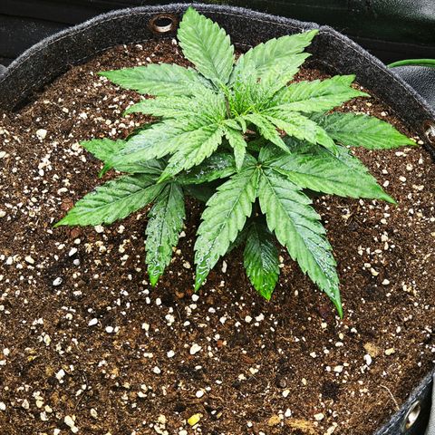 F1 Milky way growlog timeline photo