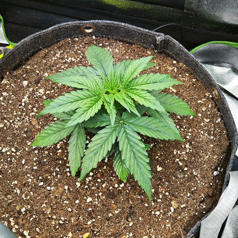 F1 Milky way growlog timeline photo
