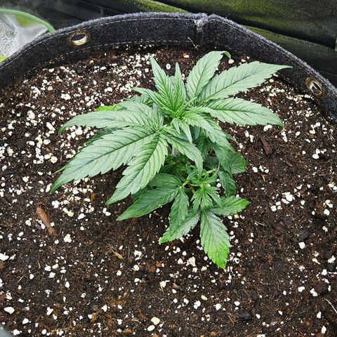 F1 Milky way growlog timeline photo