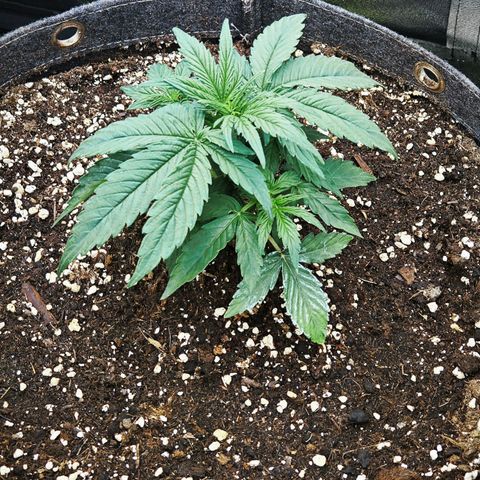 F1 Milky way growlog timeline photo