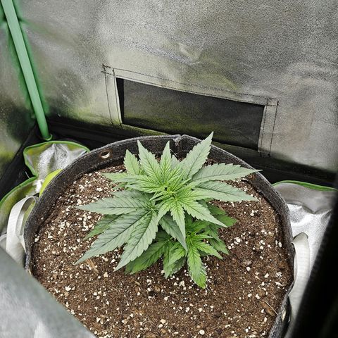 F1 Milky way growlog timeline photo