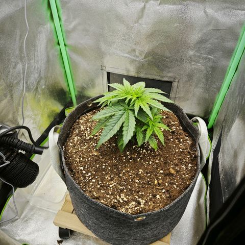 F1 Milky way growlog timeline photo