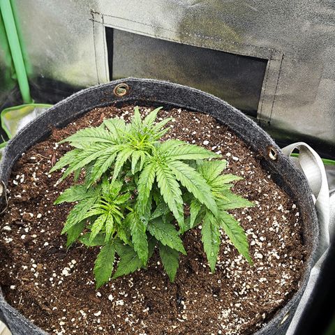 F1 Milky way growlog timeline photo