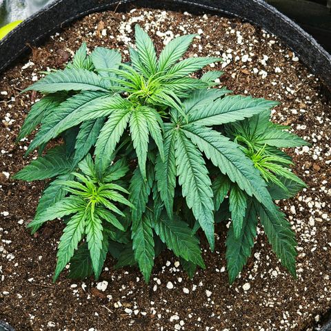 F1 Milky way growlog timeline photo