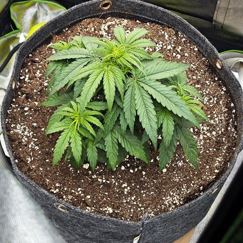 F1 Milky way growlog timeline photo