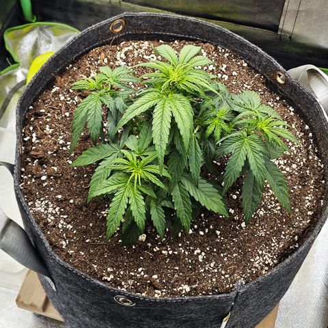 F1 Milky way growlog timeline photo
