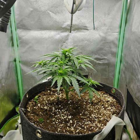 F1 Milky way growlog timeline photo