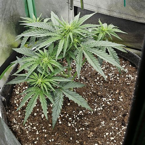 F1 Milky way growlog timeline photo