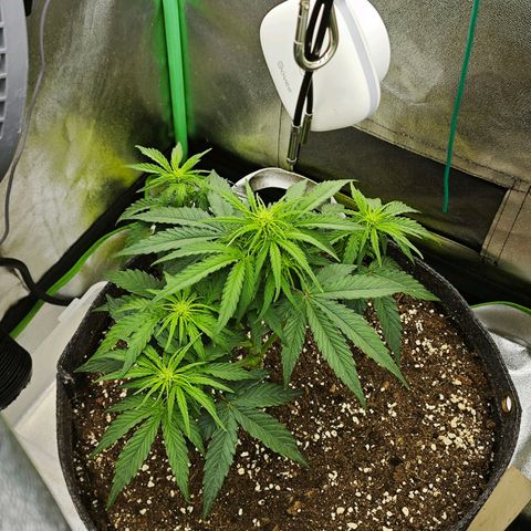 F1 Milky way growlog timeline photo
