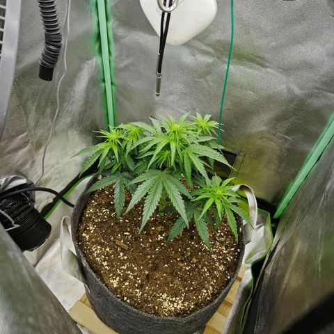 F1 Milky way growlog timeline photo