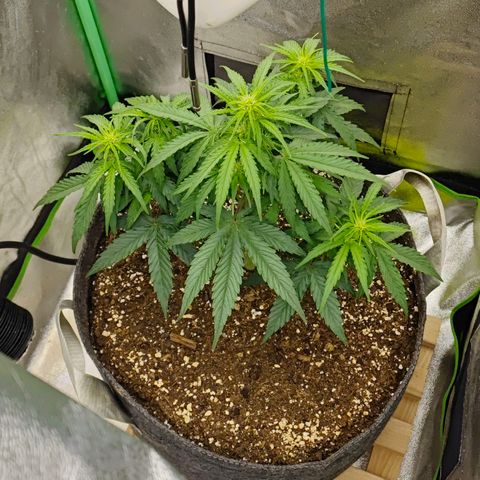 F1 Milky way growlog timeline photo
