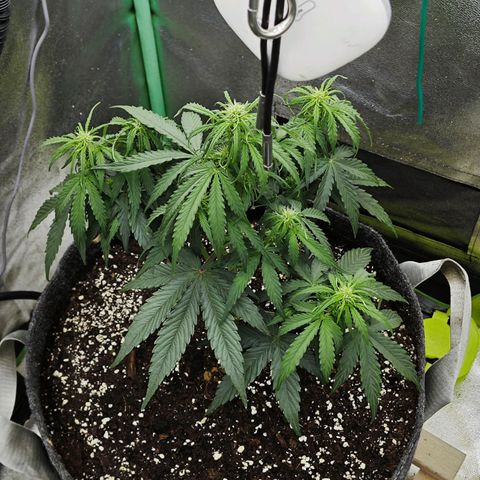 F1 Milky way growlog timeline photo