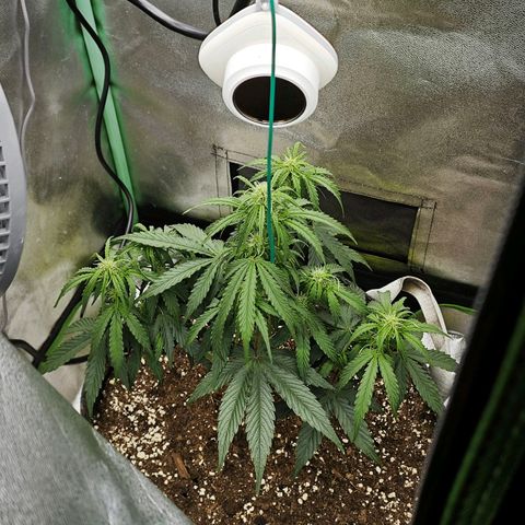 F1 Milky way growlog timeline photo