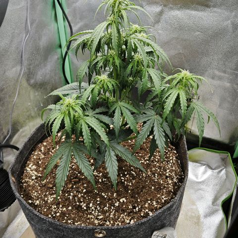 F1 Milky way growlog photo: 80% Bodenfeuchtigkeit 
