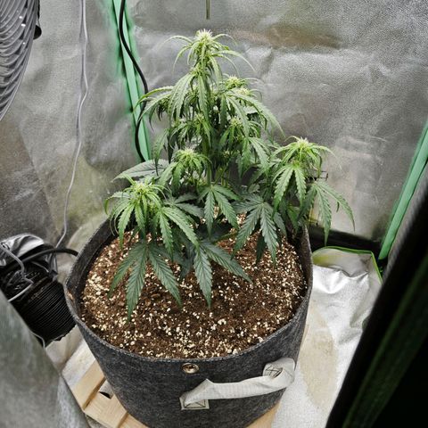 F1 Milky way growlog photo: 80% Bodenfeuchtigkeit 