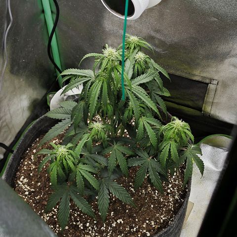 F1 Milky way growlog photo: Bodenfeuchtigkeit 75%-80%
Ph Wert 8