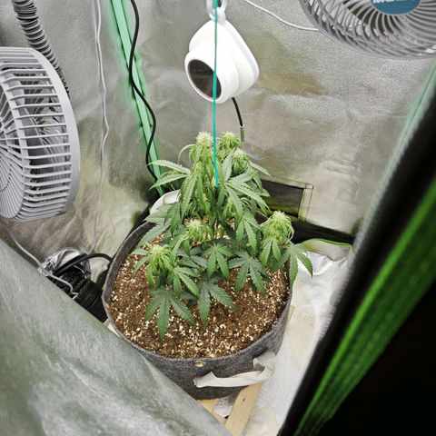 F1 Milky way growlog timeline photo