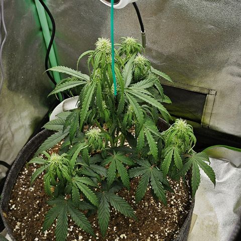 F1 Milky way growlog timeline photo