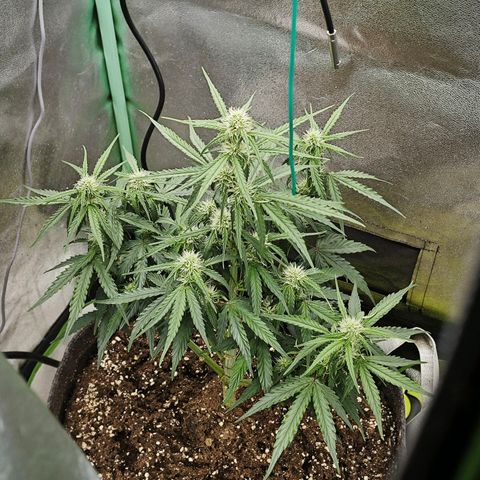 F1 Milky way growlog timeline photo